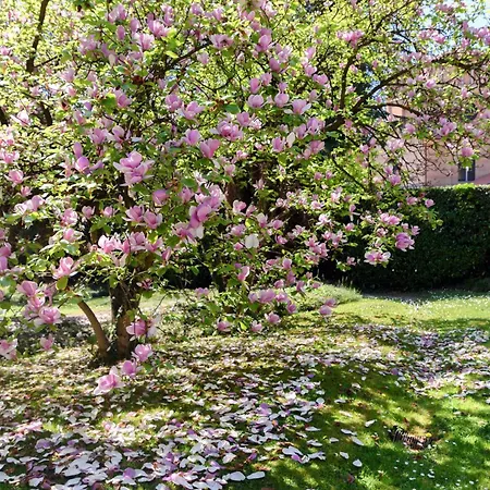 L'orangerie Di Mayer - Myhomeincomo Daire Tremezzo